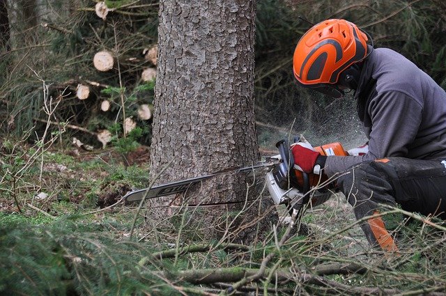 What are professional tree care services?