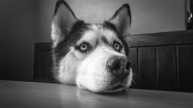 5 Reasons Why Your Huskie Needs a Proper Dog Bed